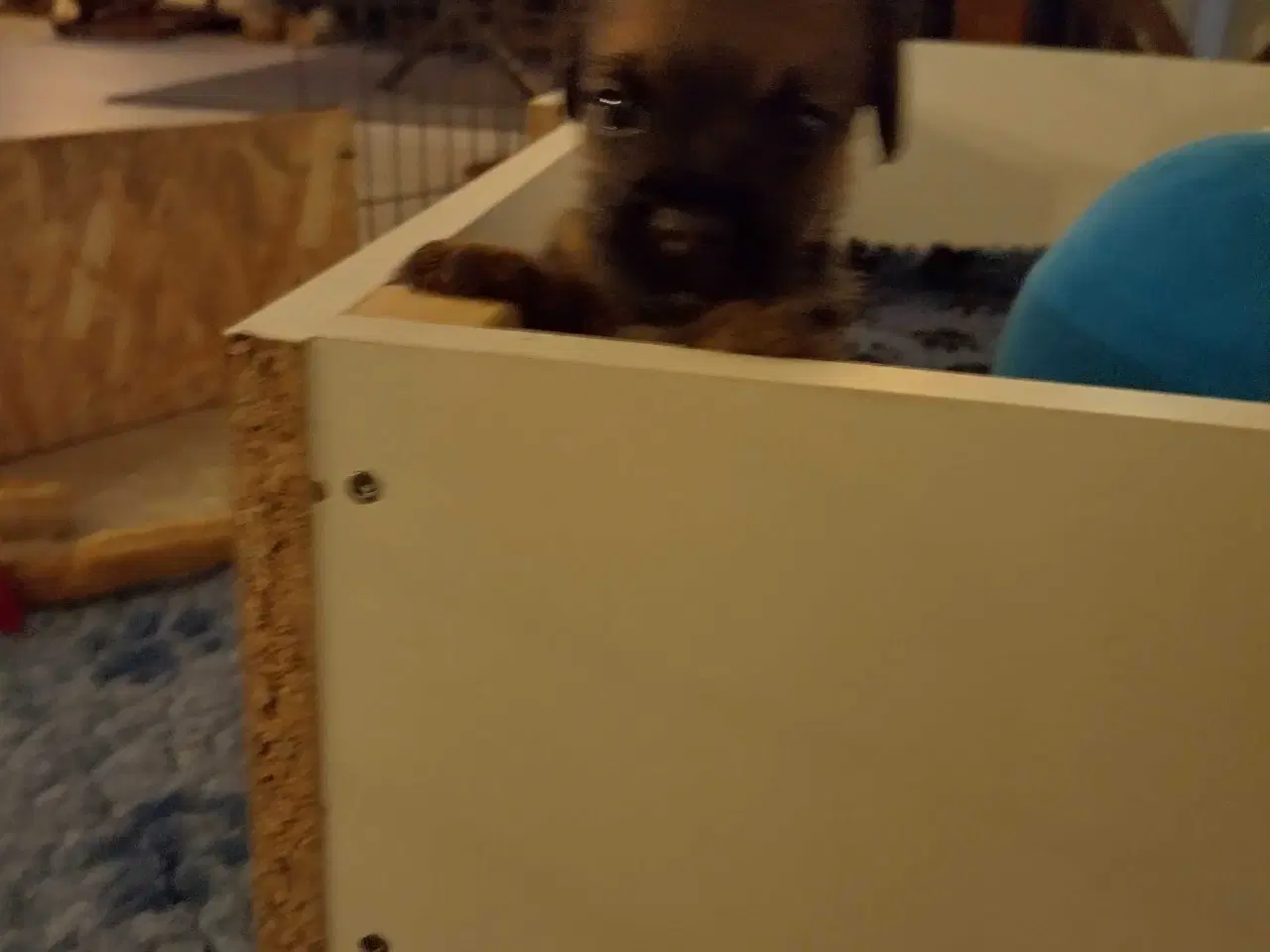 Billede 5 - Border Terrier hvalpe