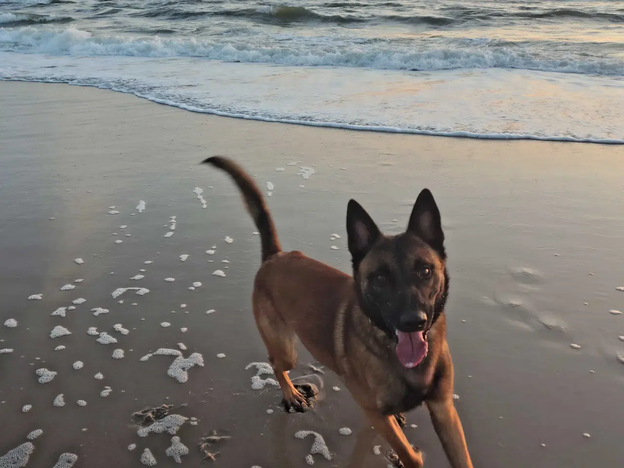 Billede 3 - Malinois modtages til erfaren hjem 👇🏻