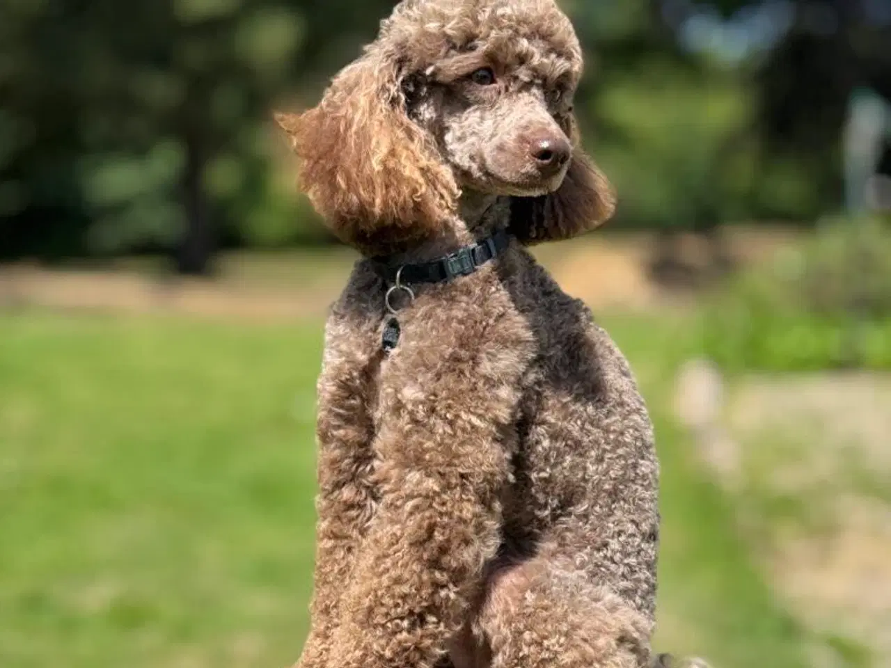 Billede 13 - Doodle Bamser