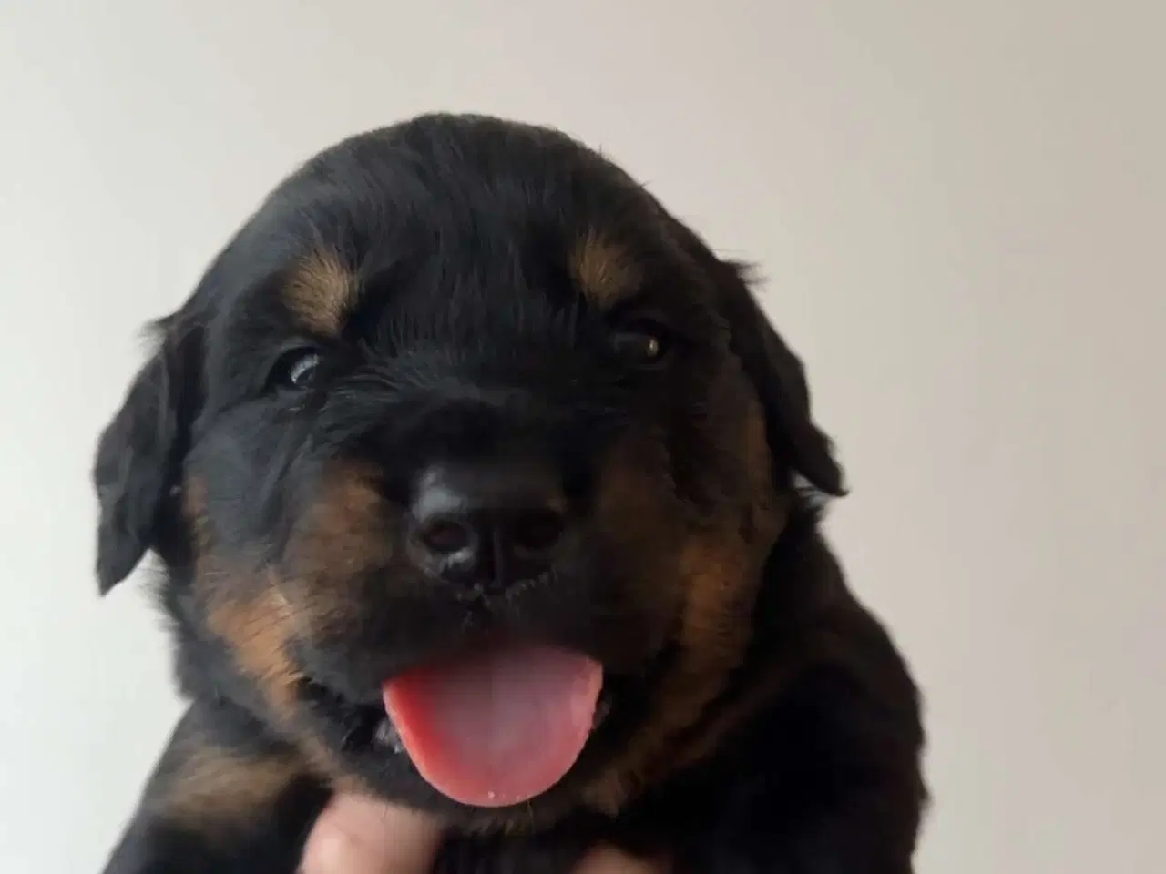 Billede 5 - Golden Retriever/Rottweiler hvalpe til salg