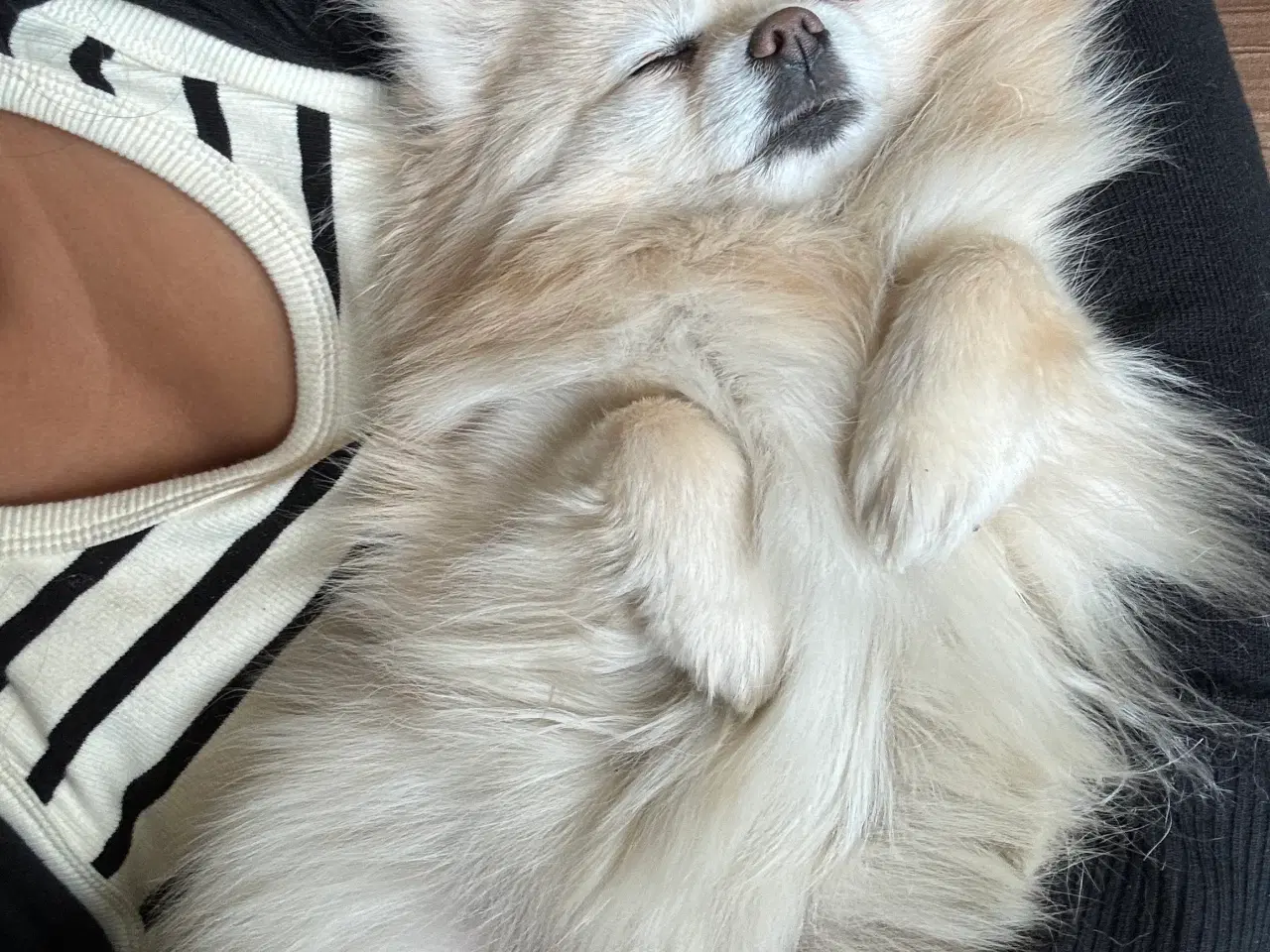 Billede 2 - Pomeranian søger nyt kærligt hjem