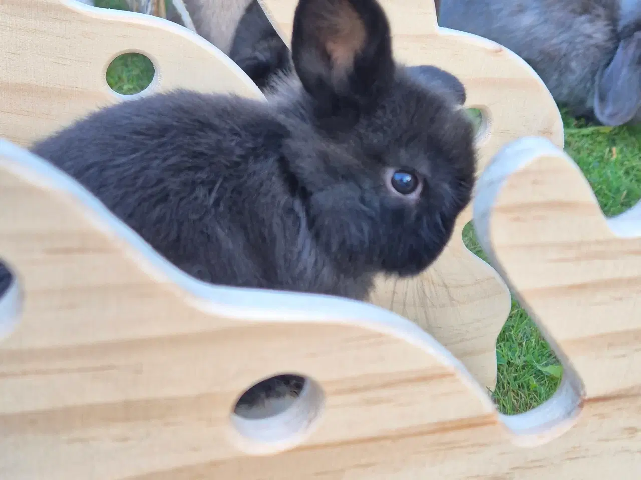 Billede 8 - Kaninunger mini lop 
