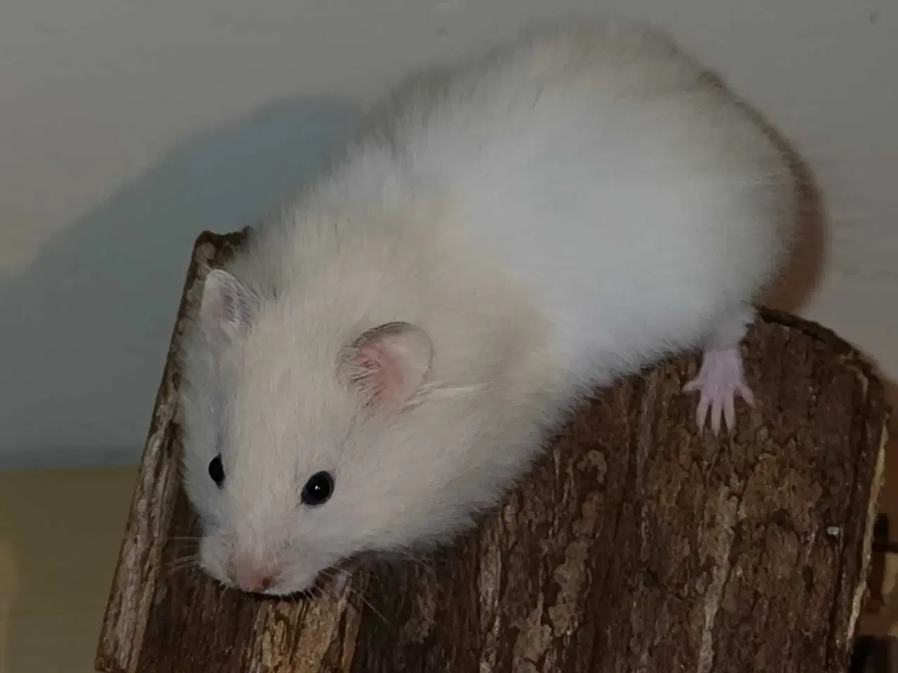 Billede 20 - Guldhamster unger