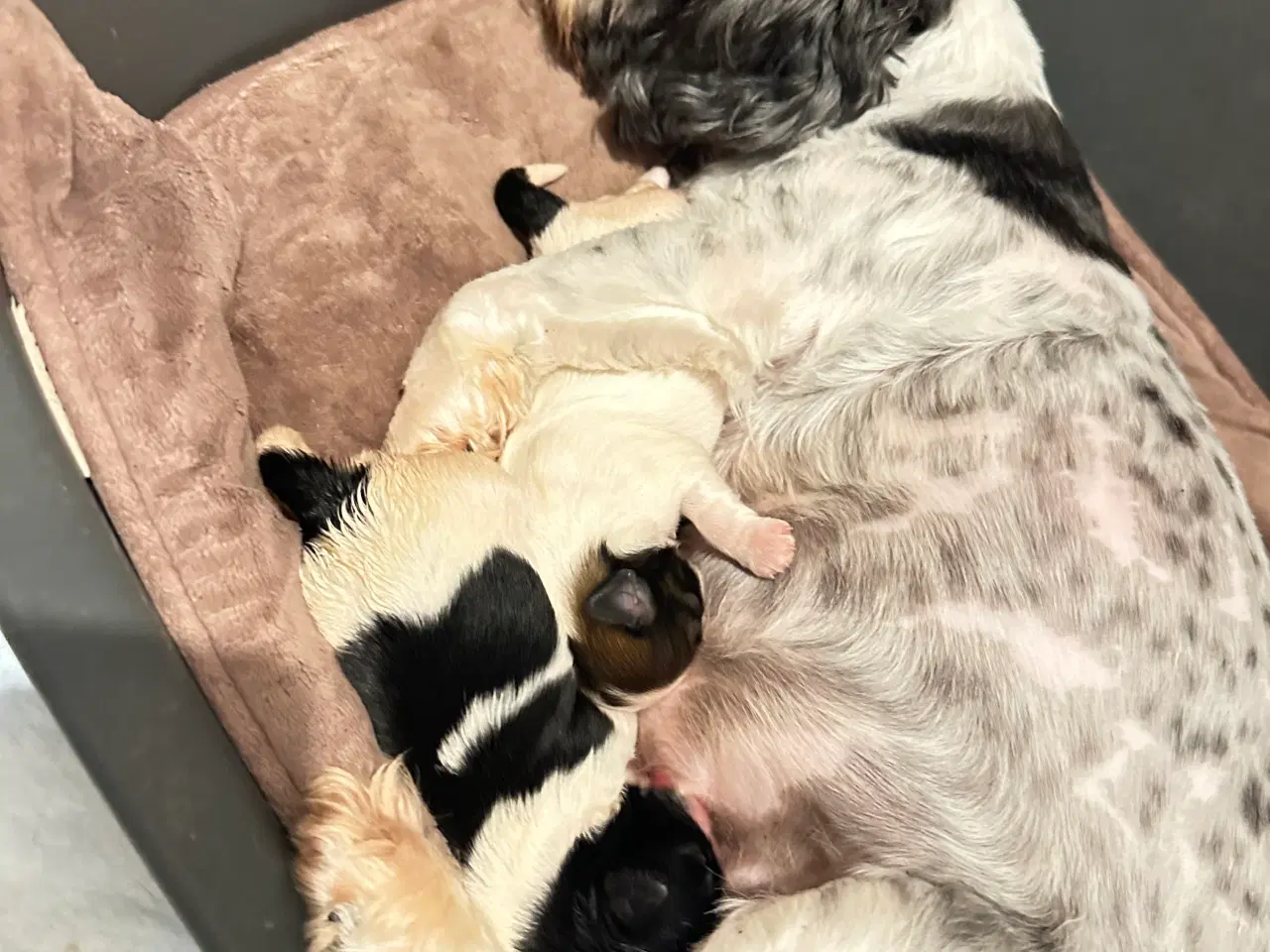 Billede 10 - Sød og allergivenlige Shih-Tzu hvalpe🐶