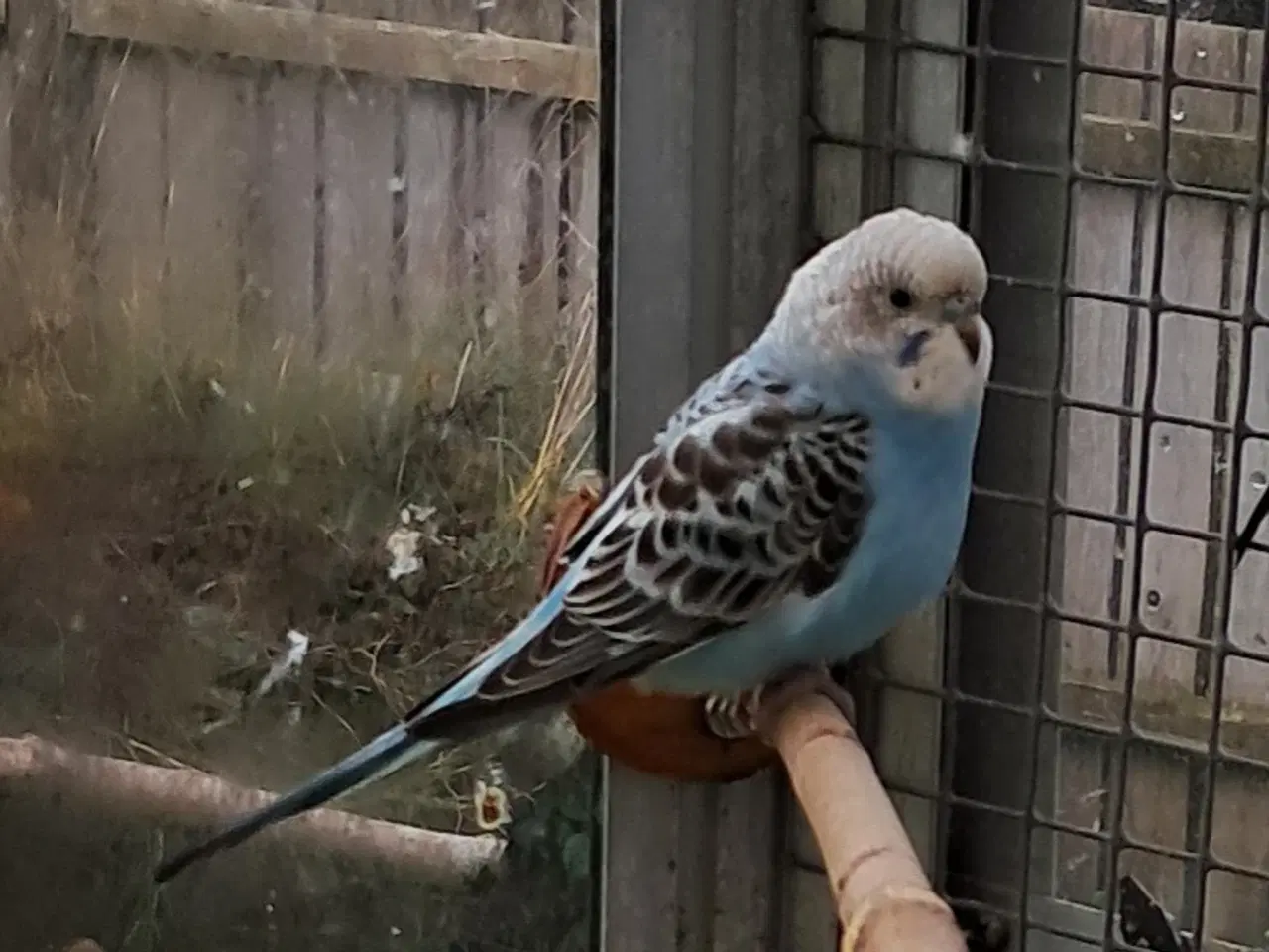 Billede 1 - Undulatunger