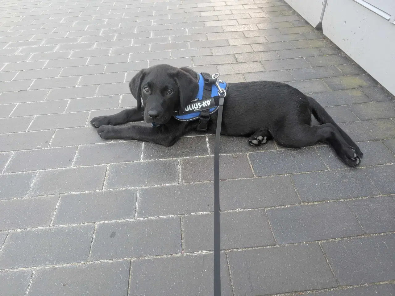 Billede 10 - Labrador retriever hvalp 
