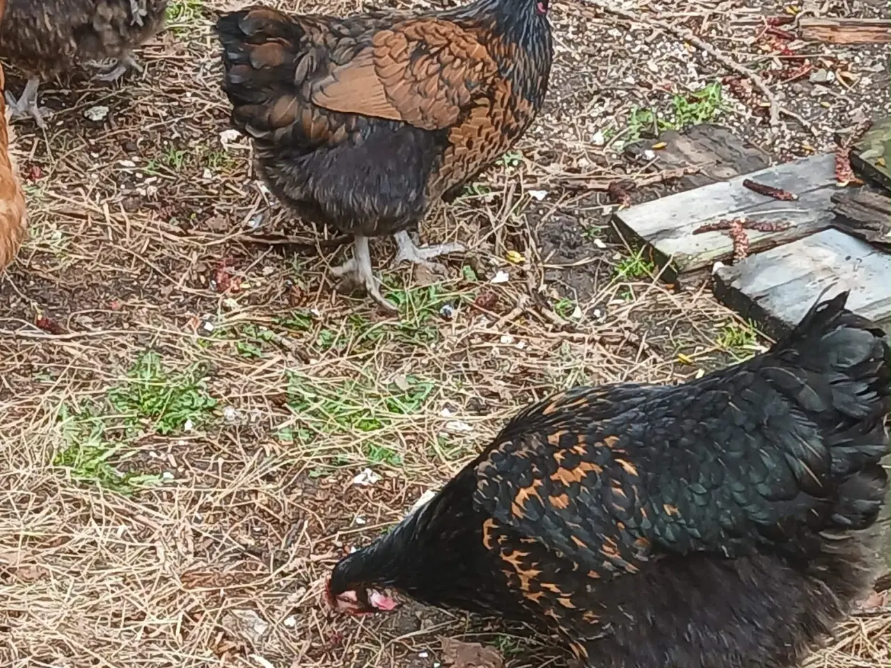 Billede 8 - Hønniker af store æglæggereø