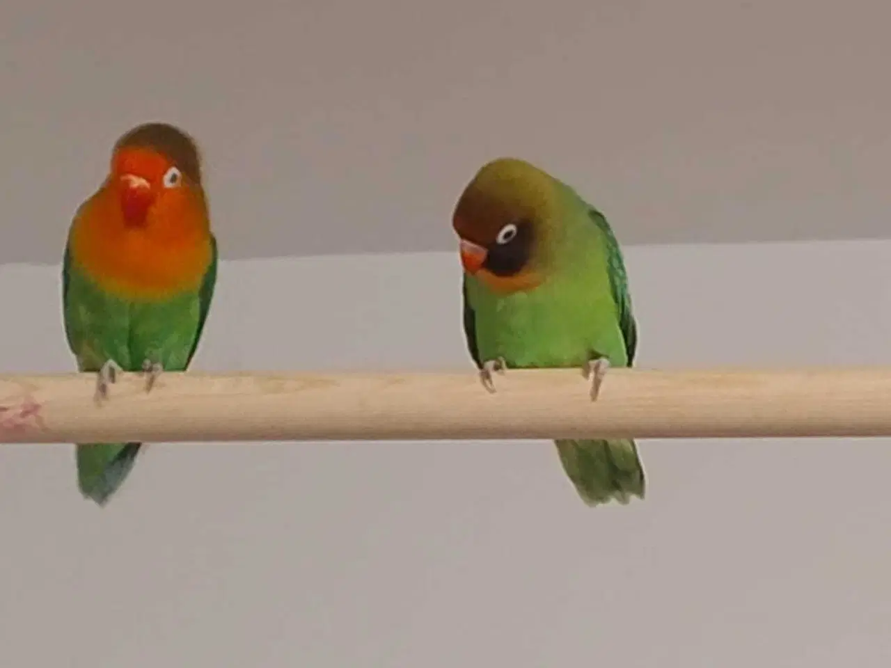 Billede 6 - Dværgpapegøje