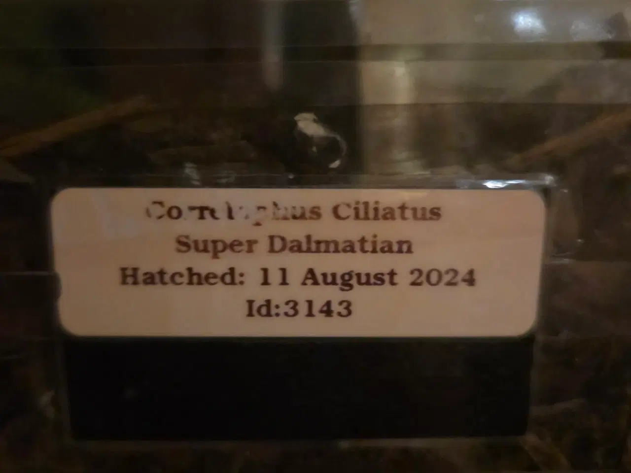 Billede 2 - Kronegekko han super dalmatiner 