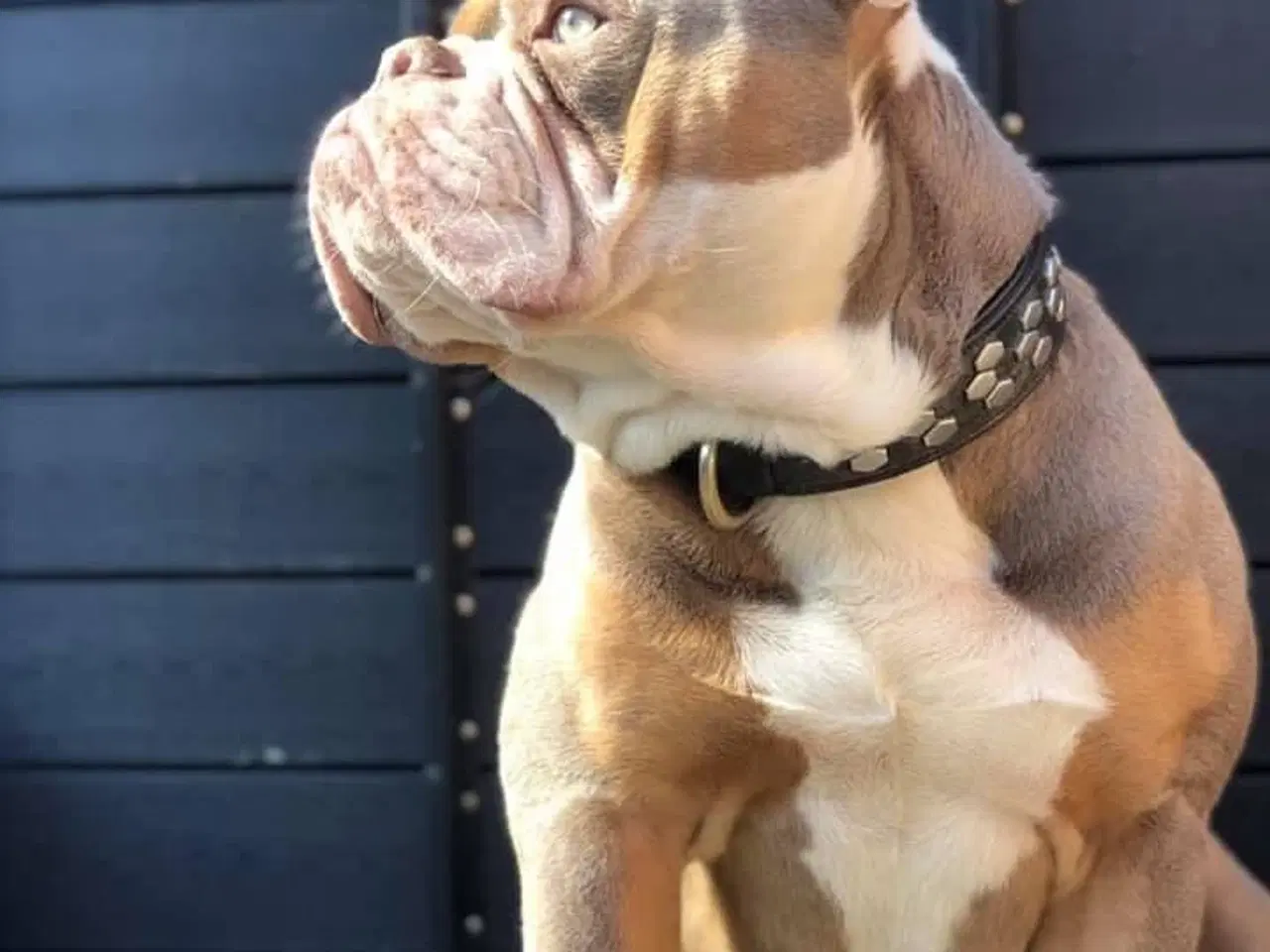 Billede 2 - Old english bulldog til avl