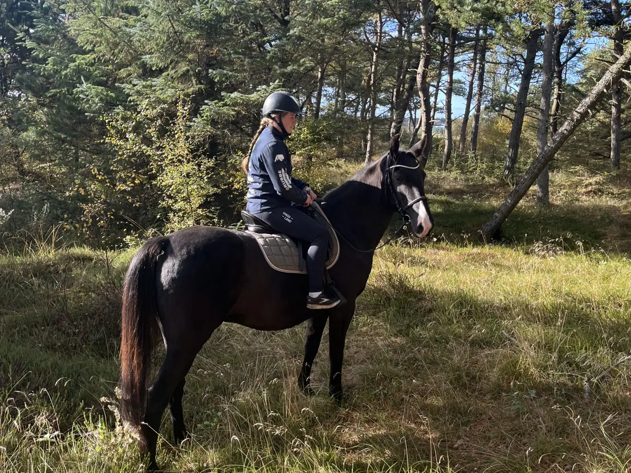 Billede 3 - Vallak med fantastisk sind