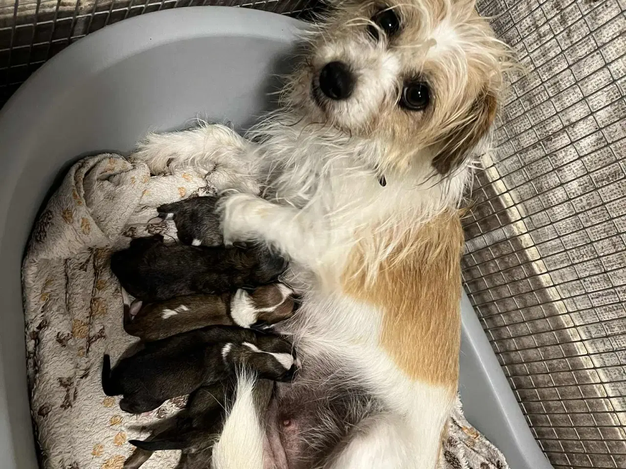 Billede 2 - Kun 2 lækre hanner tilbage. Små blandinger