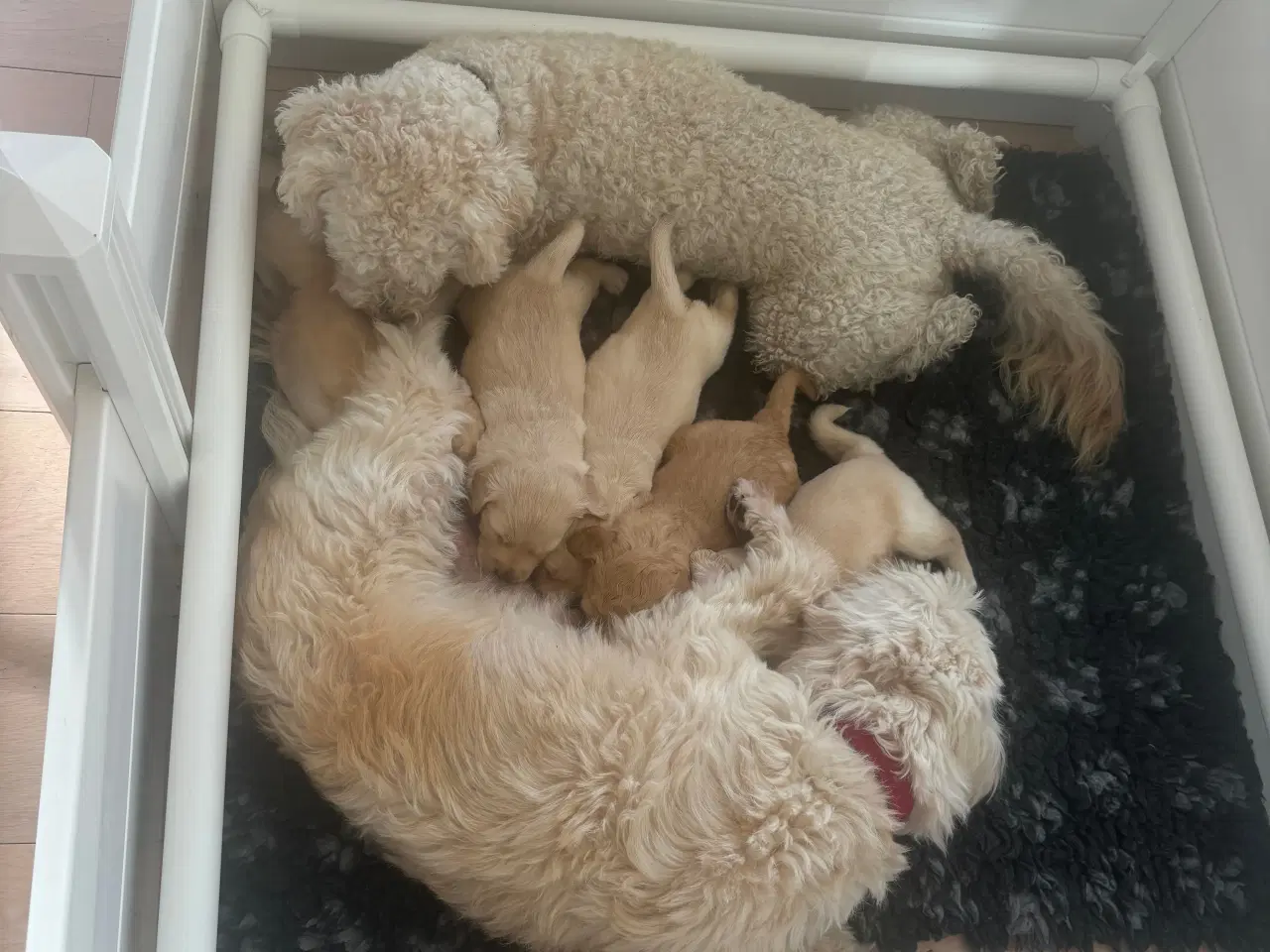 Billede 3 - UDLEJES - Hvalpegård med tæpper og tilbehør