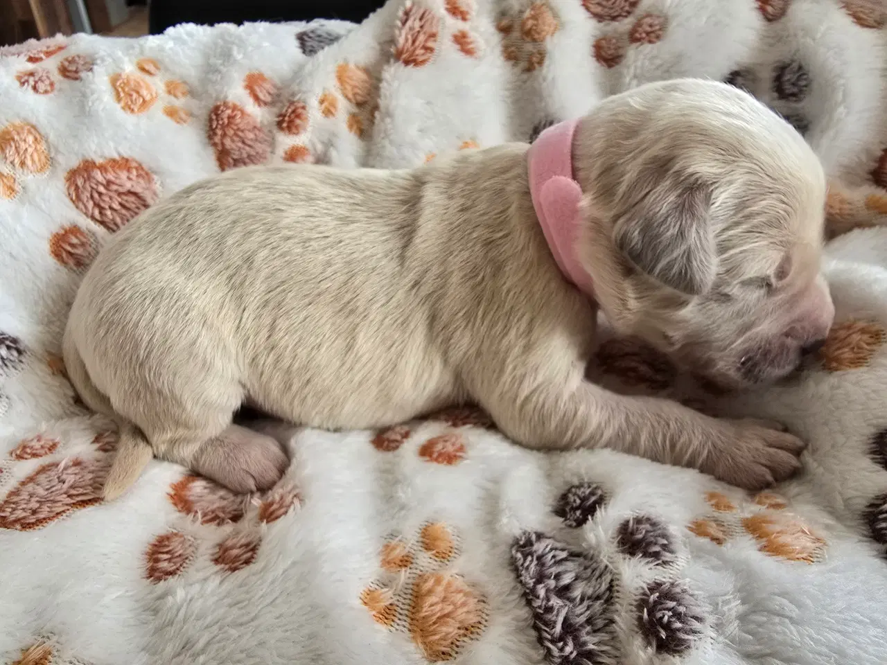 Billede 5 - Golden doodle hvalpe
