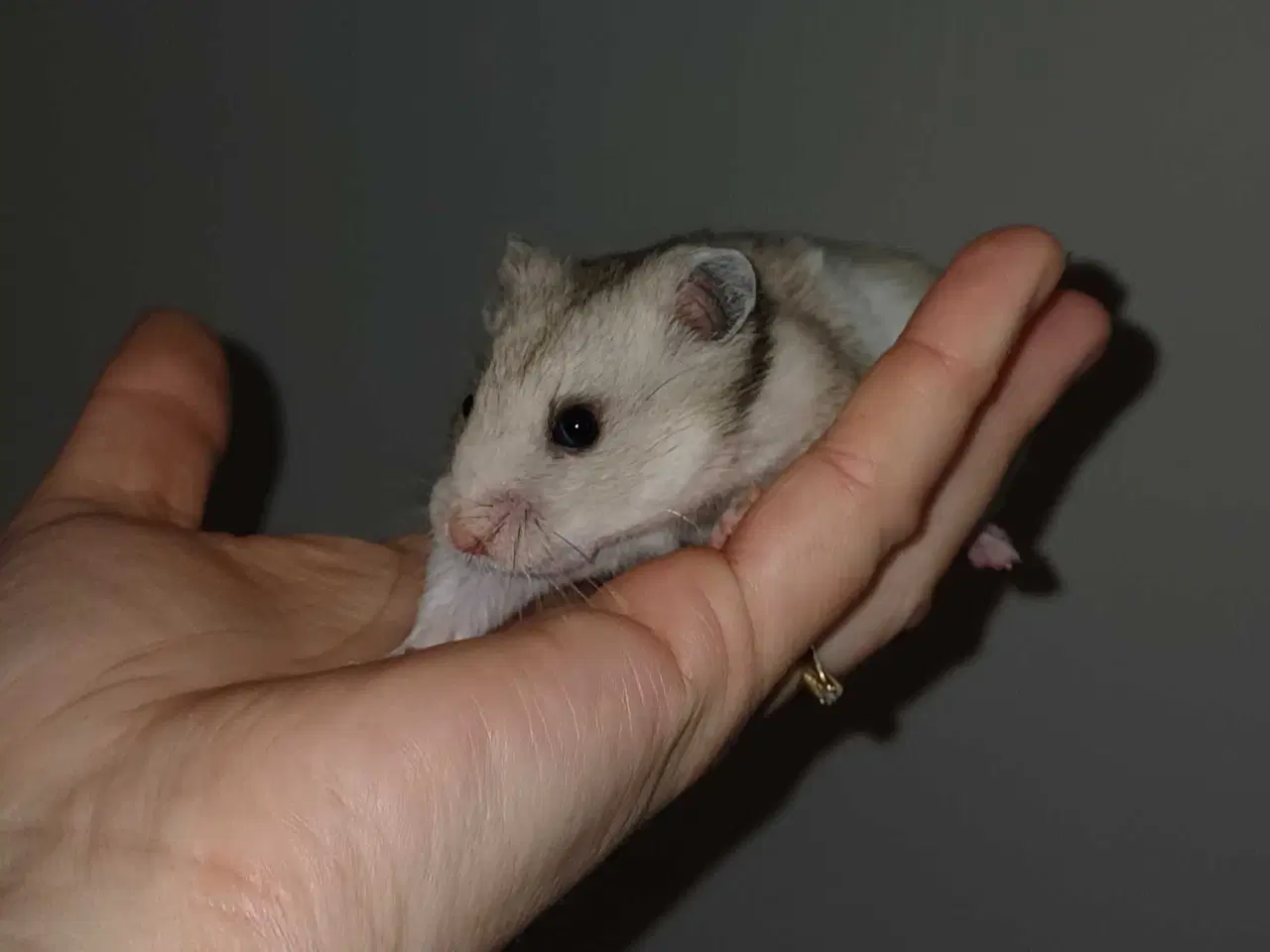 Billede 18 - Guldhamster unger