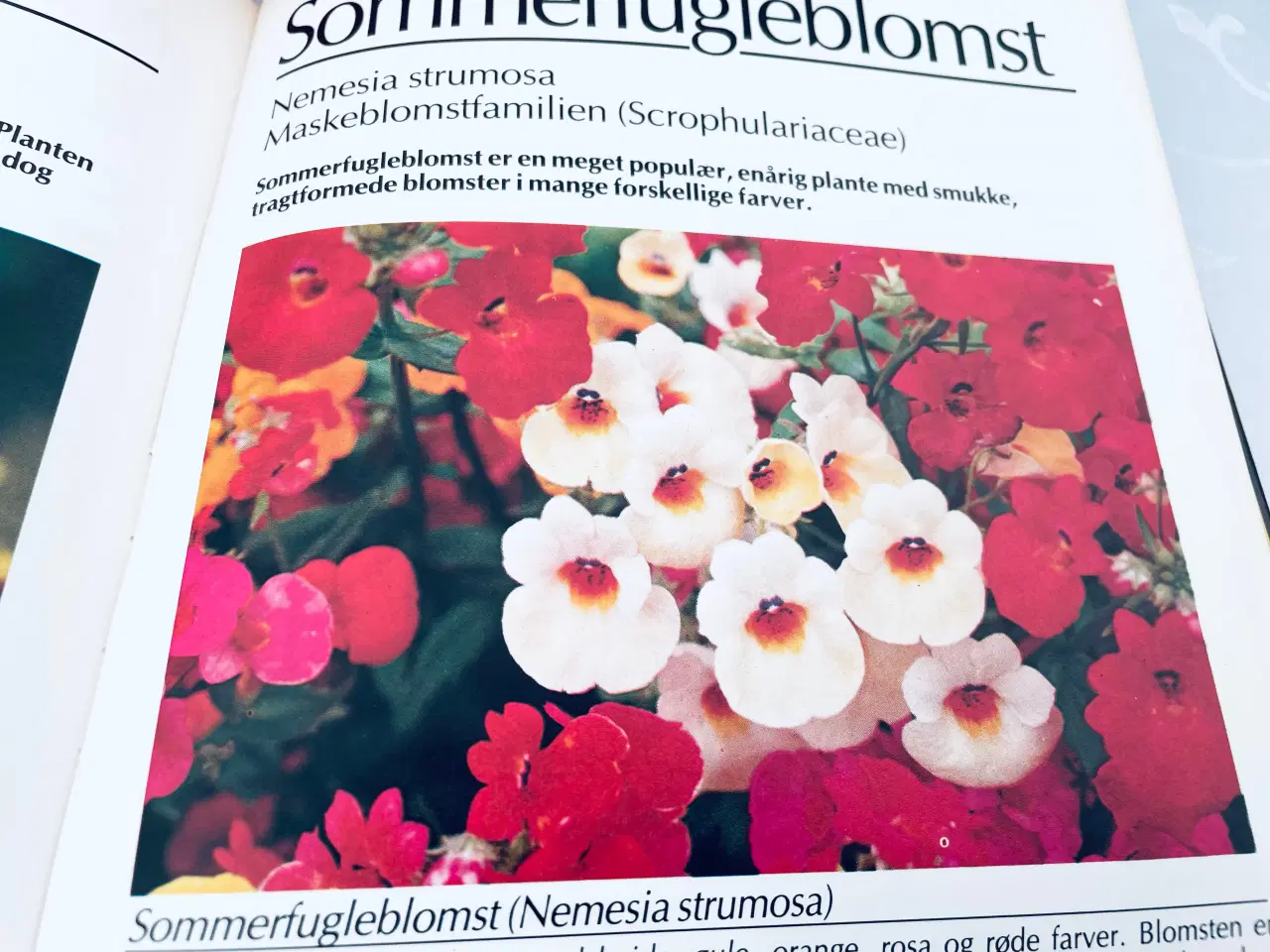 Billede 4 - Blomster bøger 