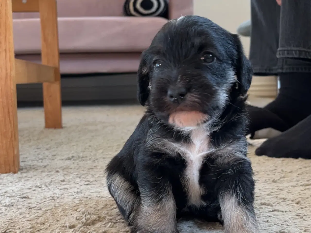 Billede 10 - 3 tævehvalpe sælges - Jack Russell / Bichon Havana