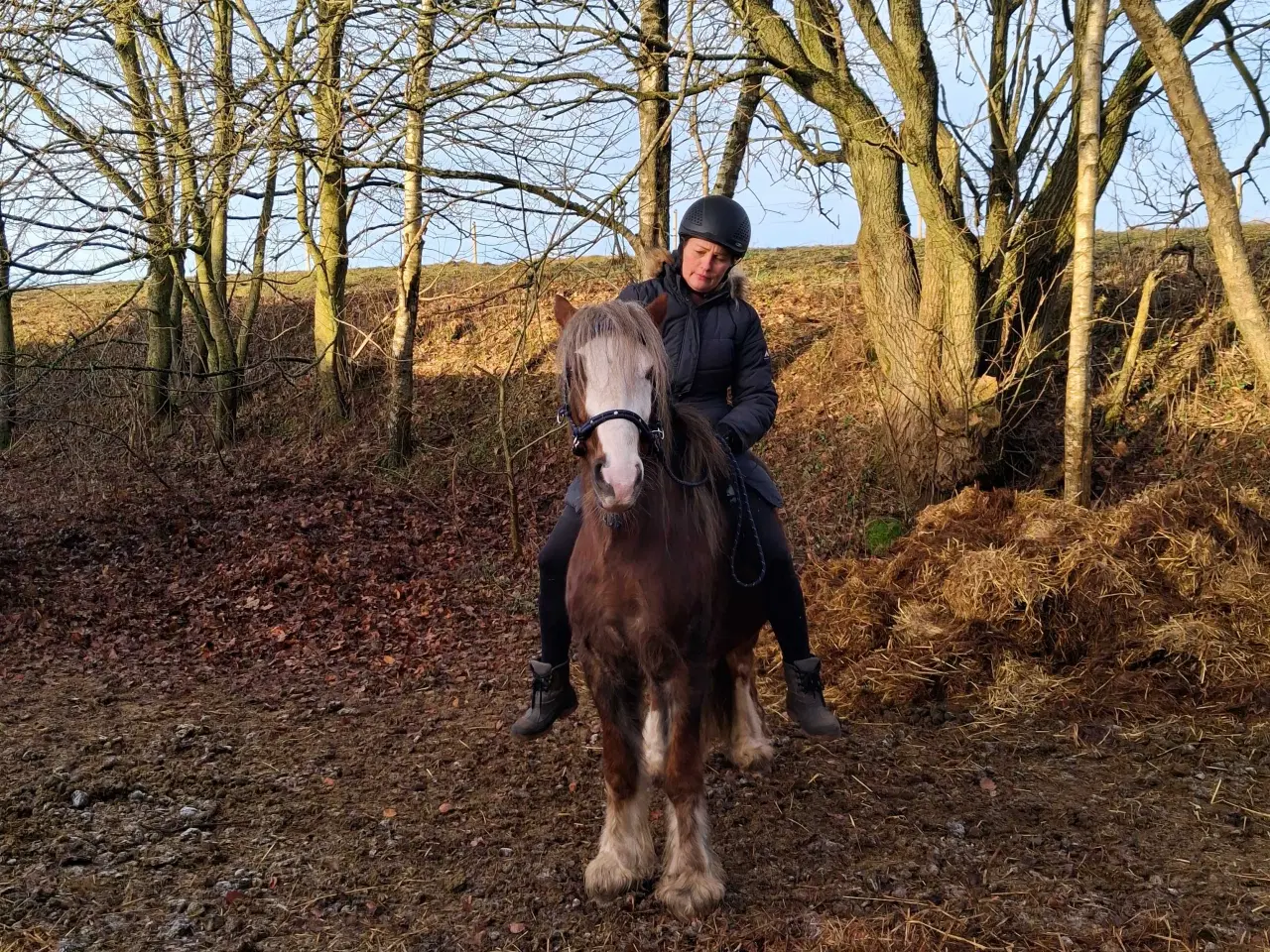 Billede 5 - Super skøn og velgående vallak