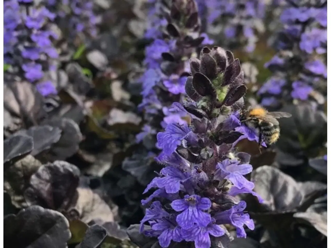 Billede 1 - Flotte nemme Krybende Læbeløs