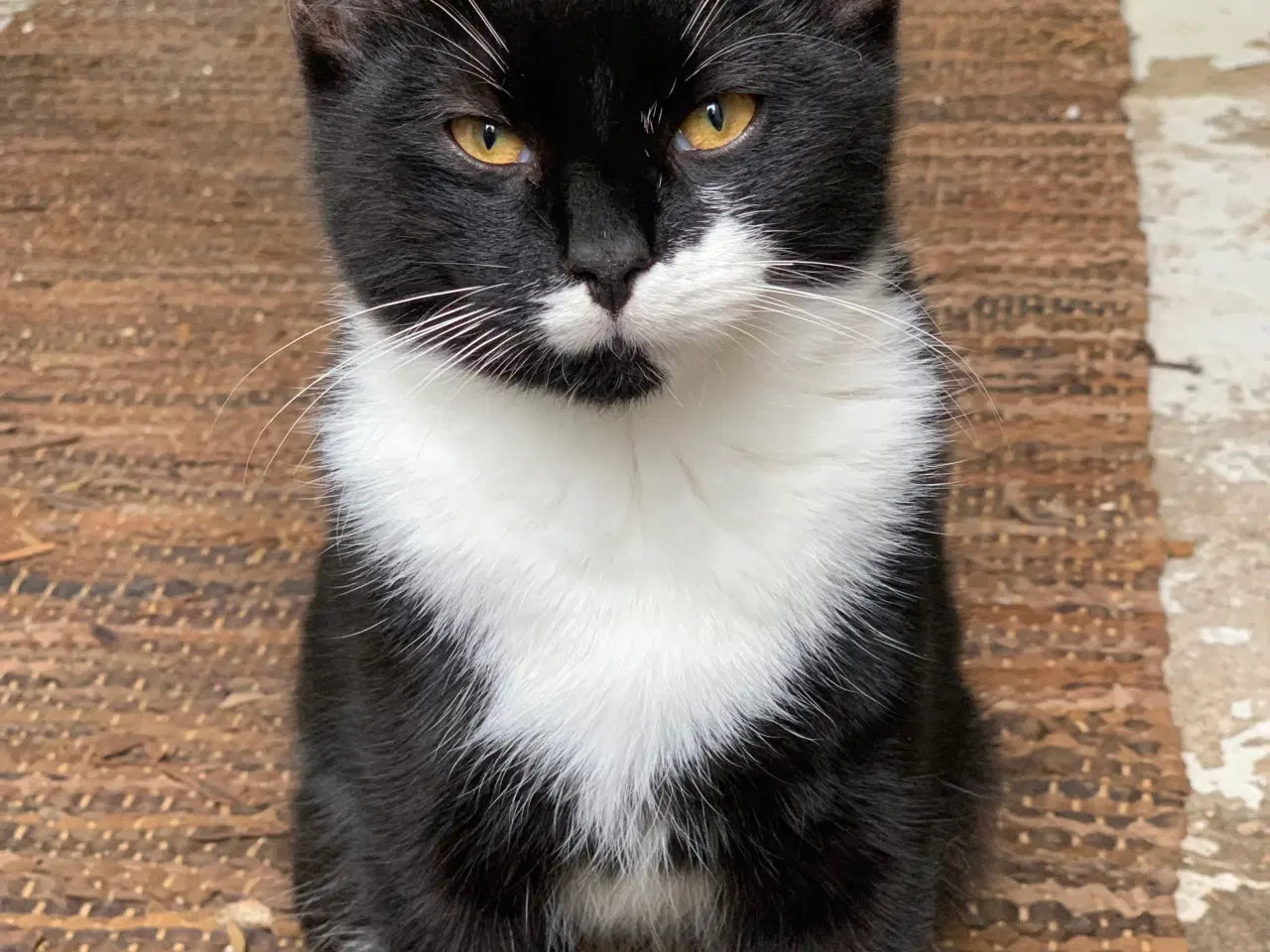 Billede 2 - To dejlige ungkatte søger nyt hjem