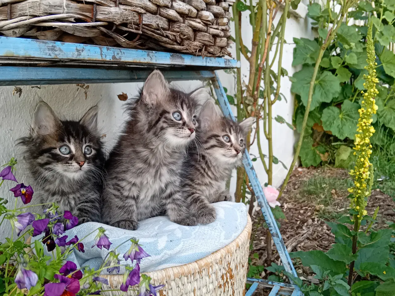 Billede 1 - Maincoon/Norsk skovkat 