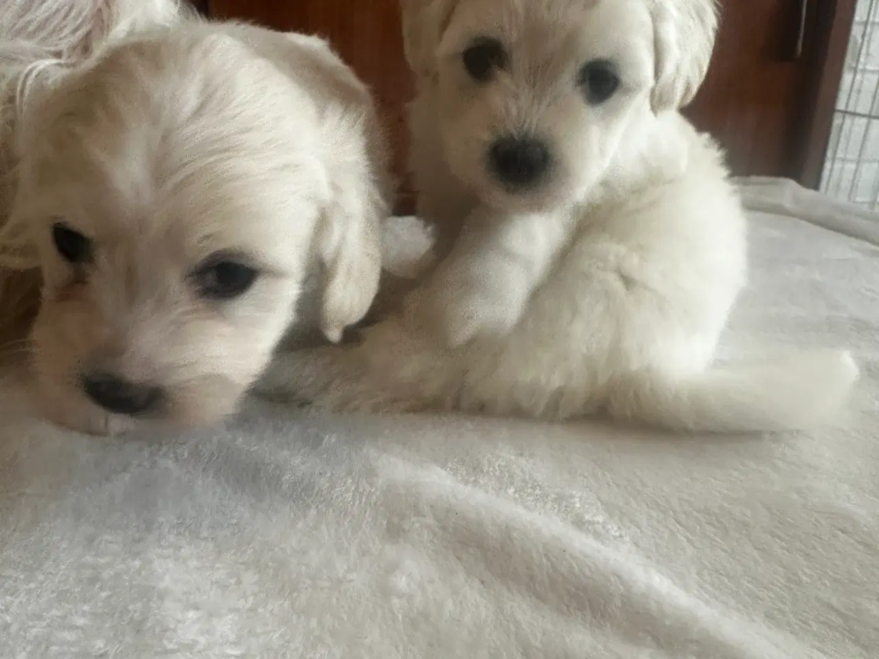 Billede 5 - Coton de Tulear blanding 