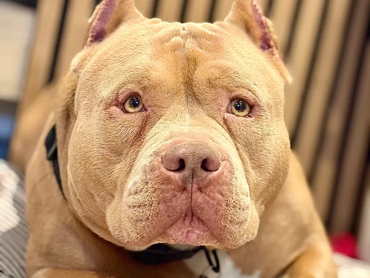 Billede 3 - American bully pocket han til avl