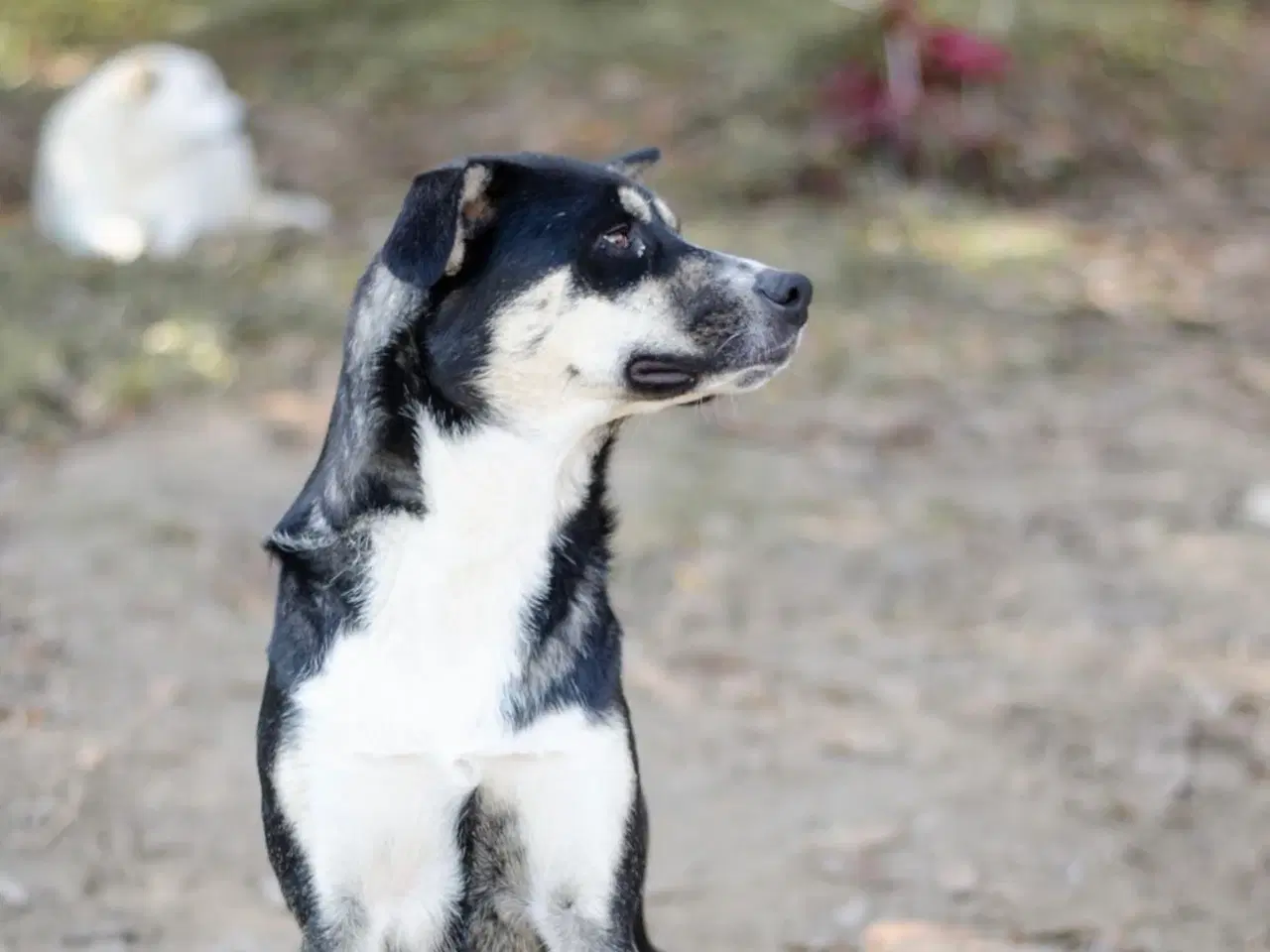 Billede 12 - Sødeste Sunny søger familie 