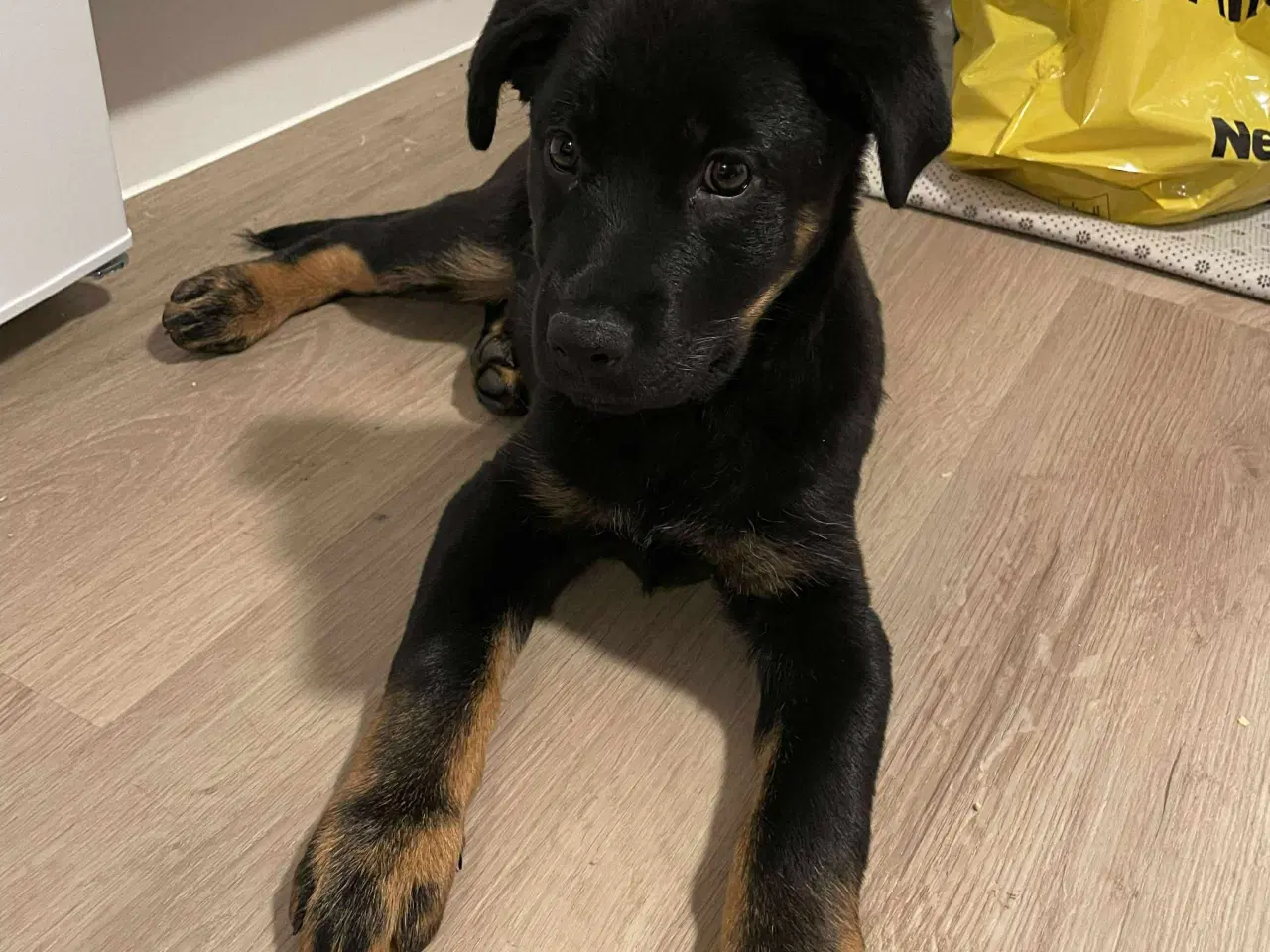 Billede 5 - Rottweiler/schæfer hvalp