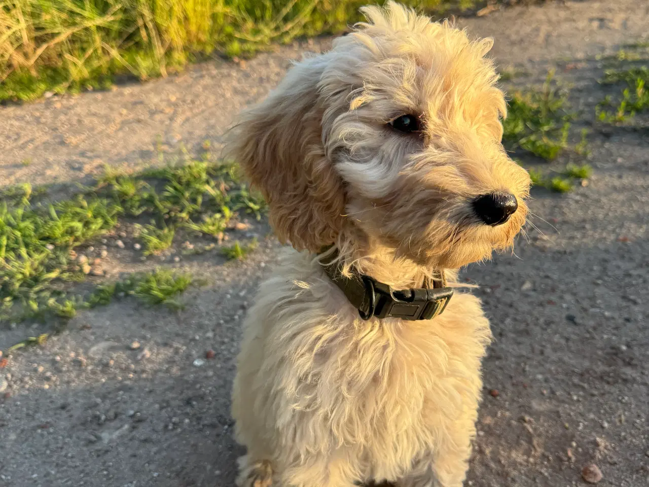 Billede 10 - Cockerdoodle / Cockapoo / Cockerpoo / Doodle hvalp