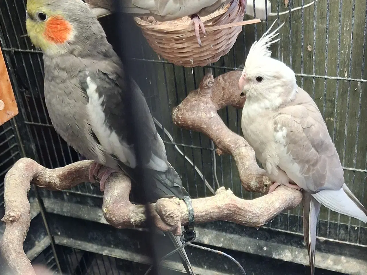 Billede 2 - Nymfeparkit sælges 