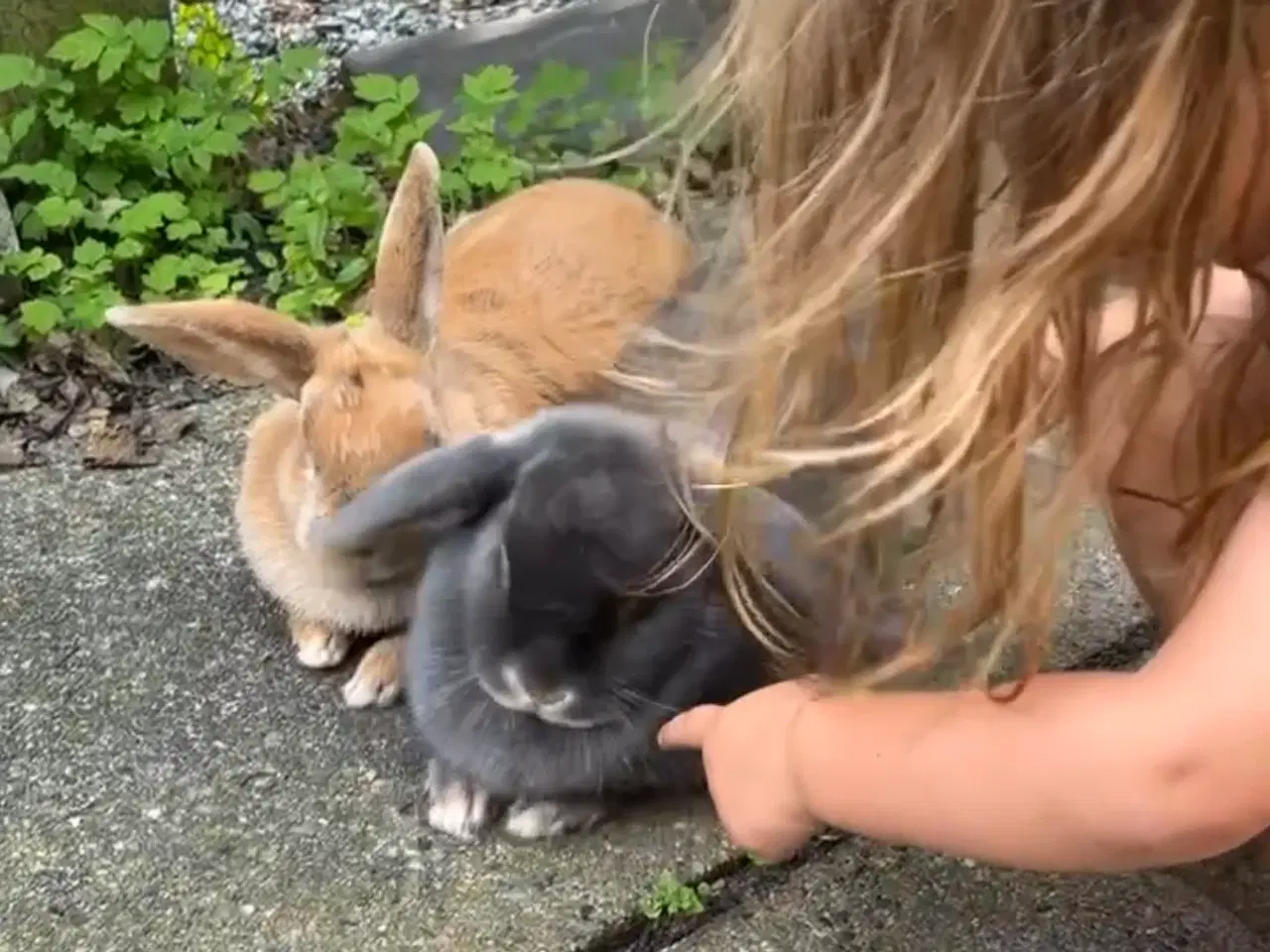 Billede 5 - 2 søde kaniner søger nyt hjem