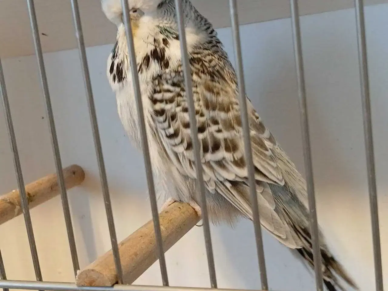 Billede 3 - Engelske undulater 