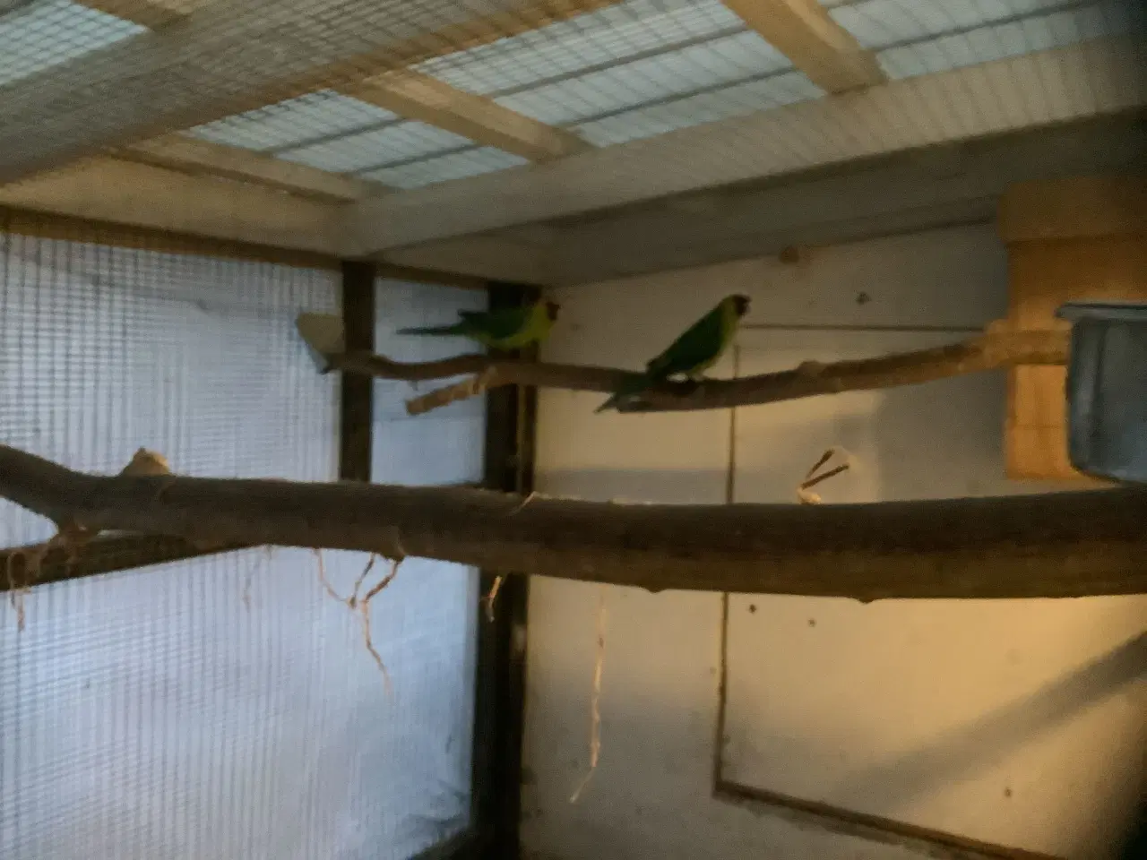 Billede 1 - Hornparakitter fra 2025 til salg