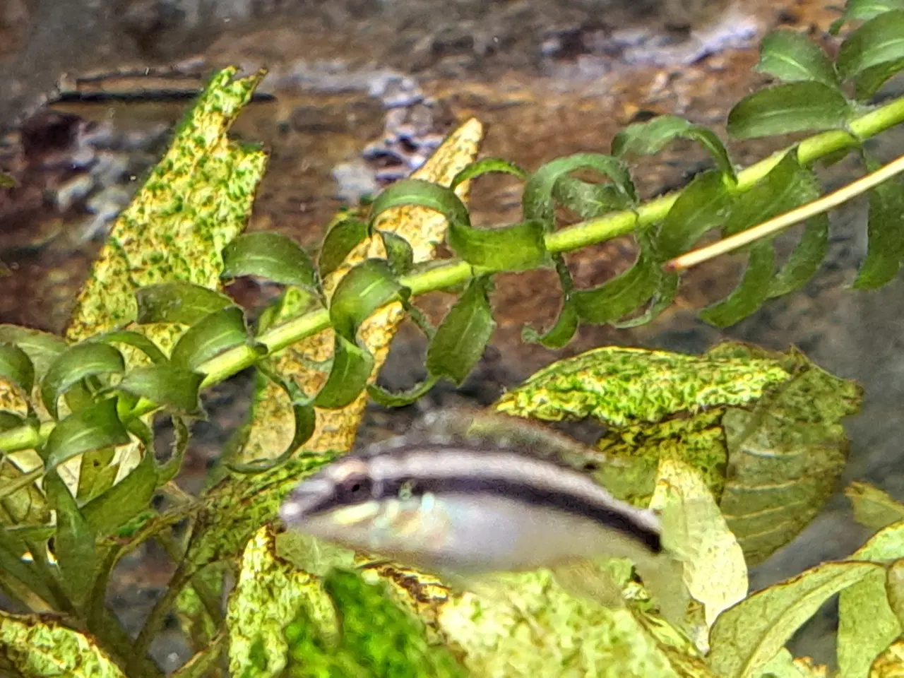 Billede 2 - Krebensis yngel smuk fisk