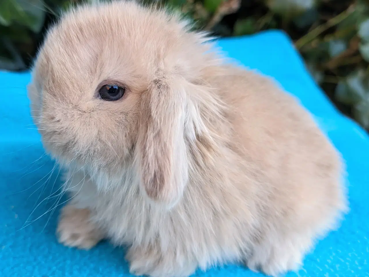 Billede 4 - Minilop kaninunge sælges 