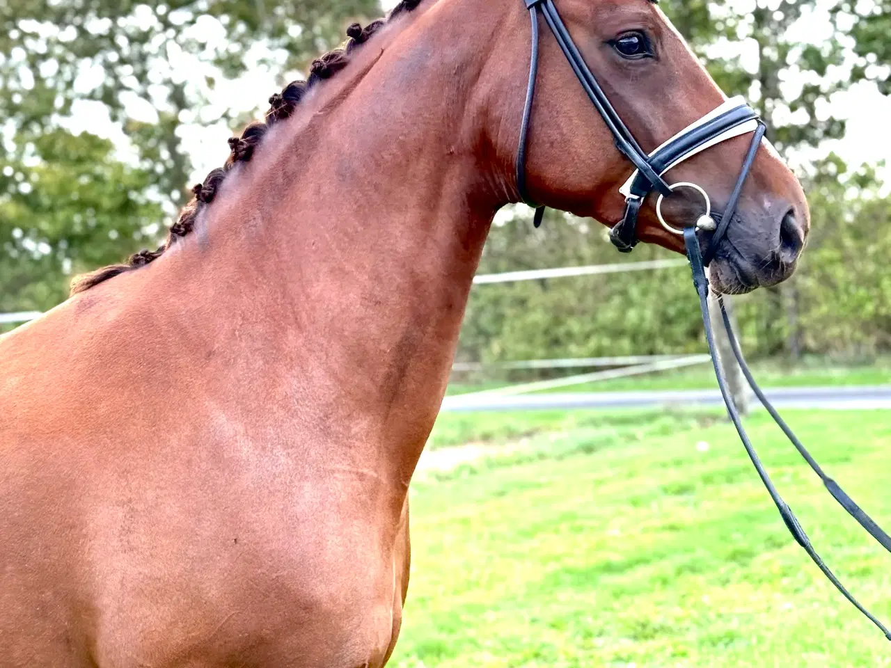 Billede 3 - Smuk DV Hoppe