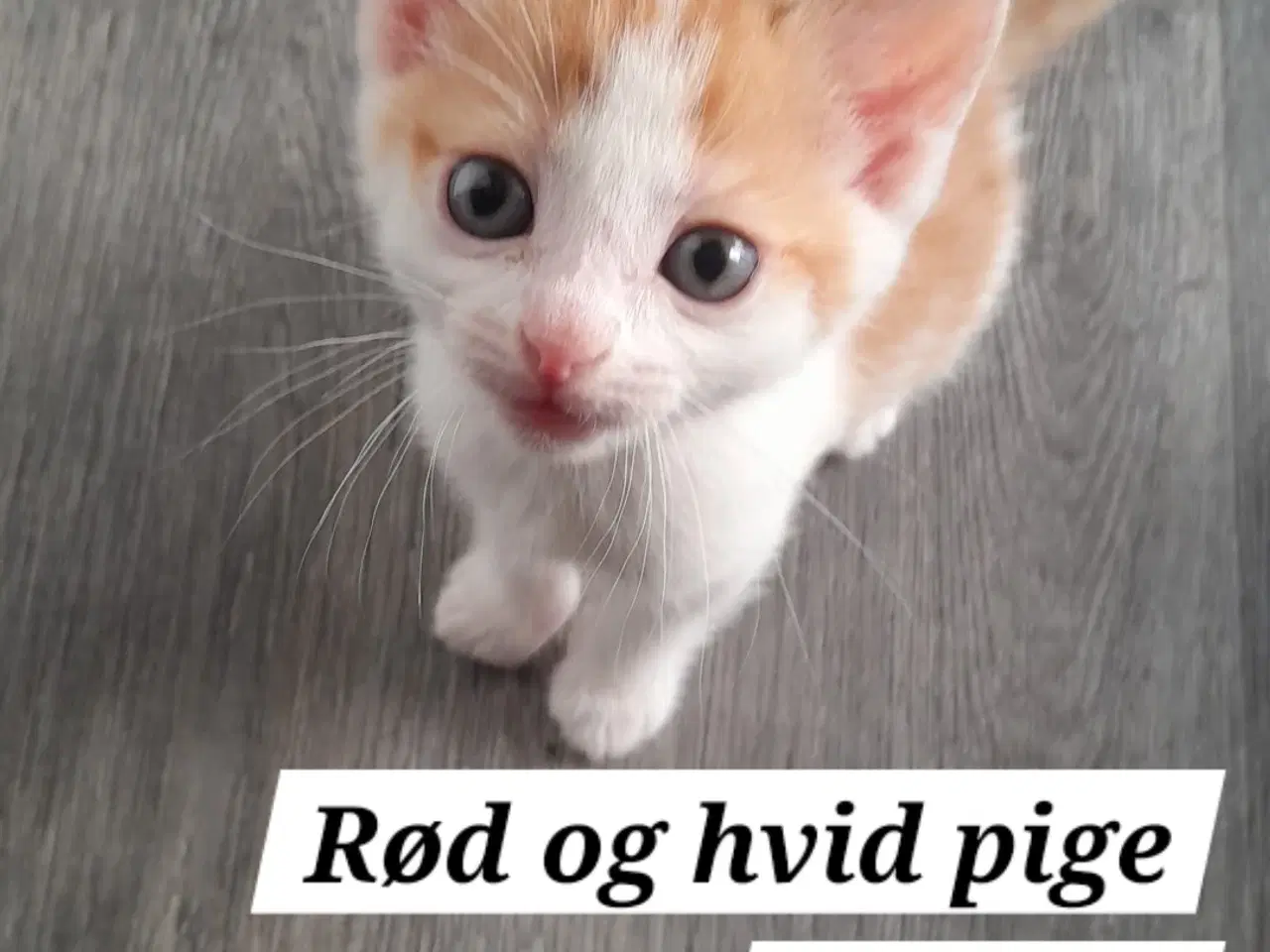 Billede 8 - 1 Killing klar til at komme videre 31 aug. 2025