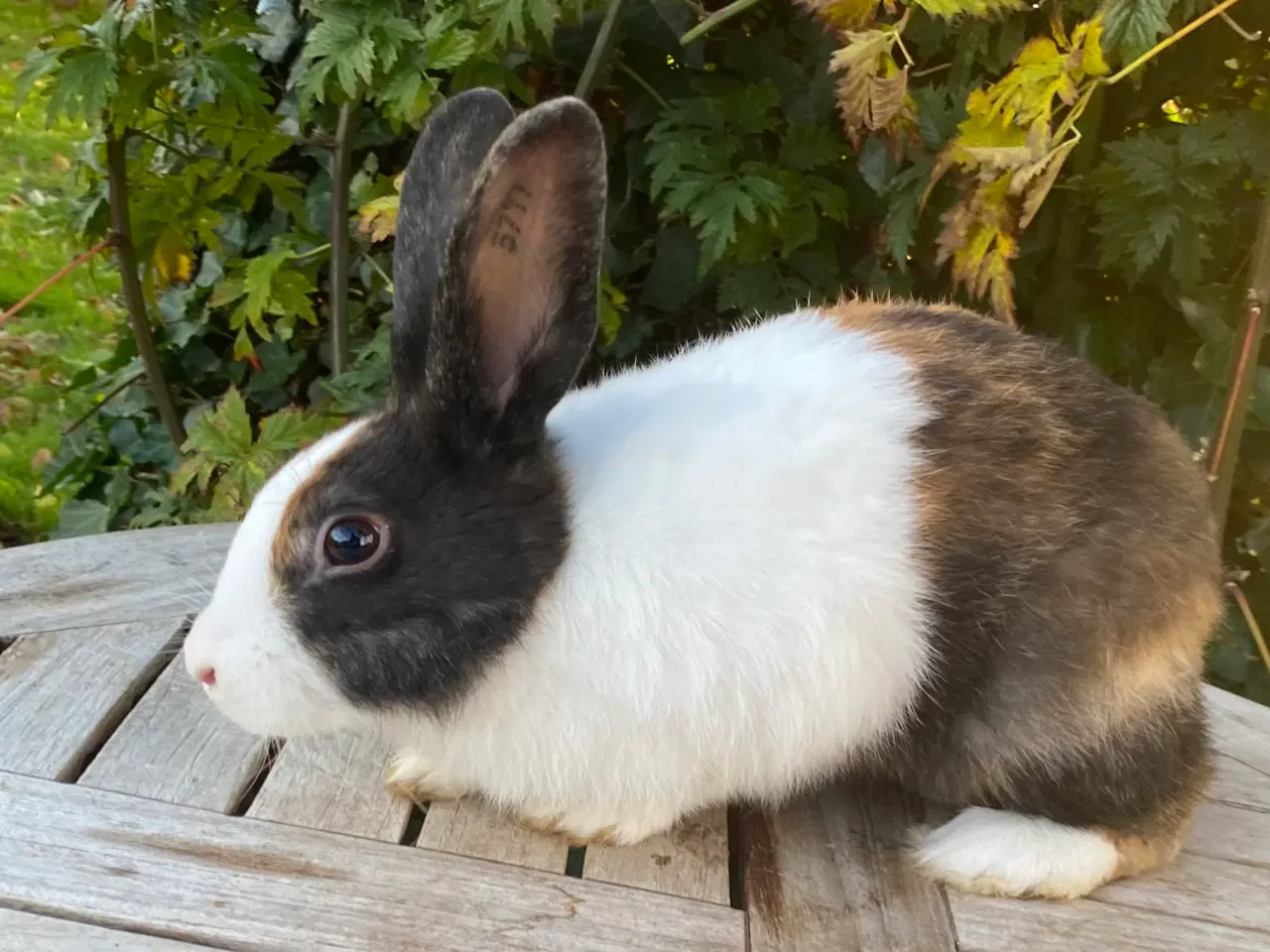 Billede 2 - HOLLÆNDER HAN JAPANER SORT/GUL