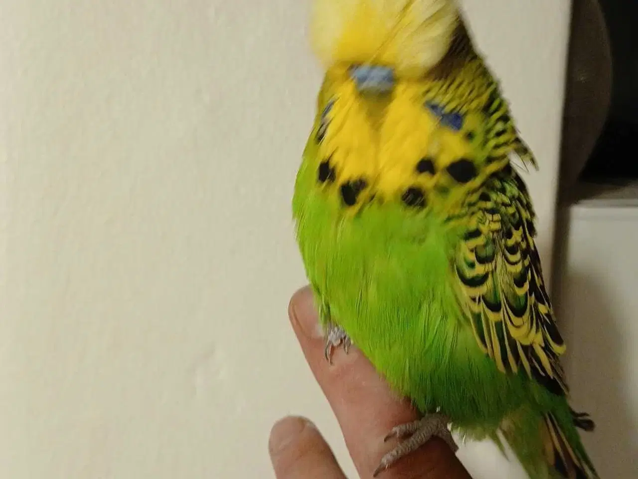 Billede 17 - Engelsk undulat han 