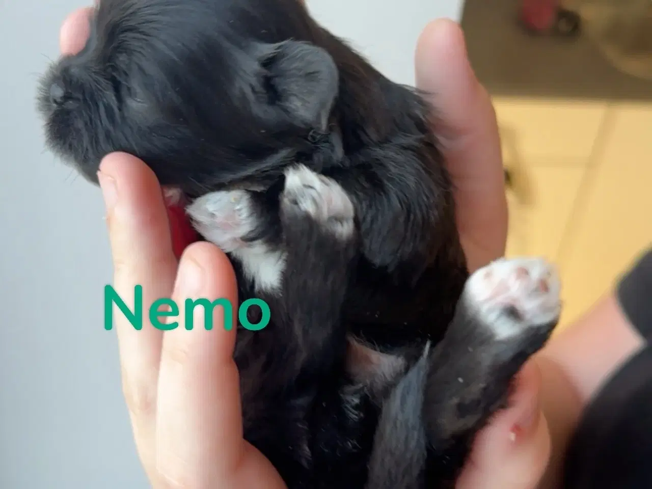 Billede 3 - 🐶 6 familiehvalpe søger deres helt eget hjem 🐶