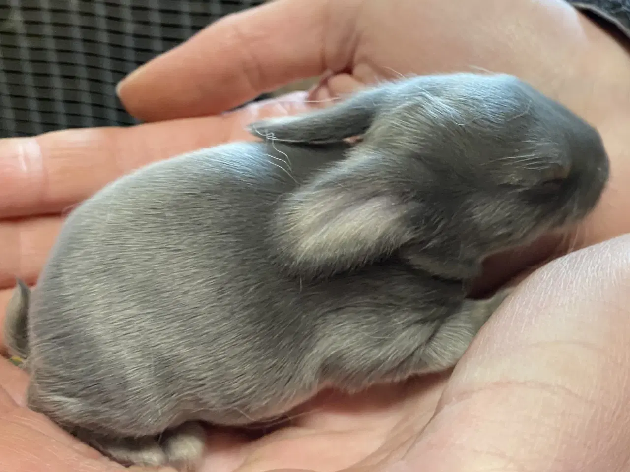 Billede 1 - FRANSK VÆDDER HAN VILDTBLÅ