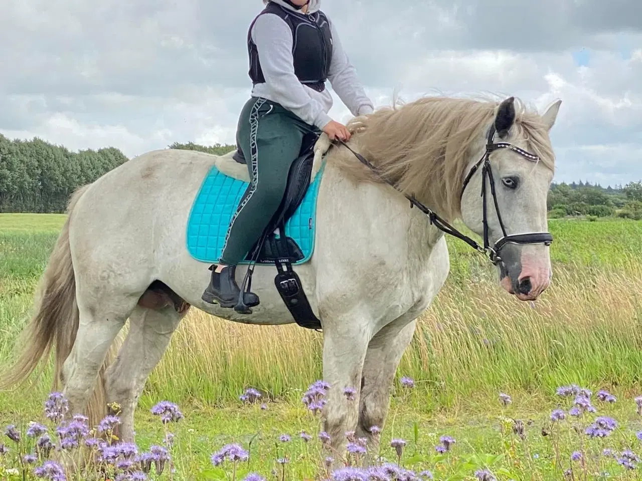 Billede 8 - Irish COB crossbreed