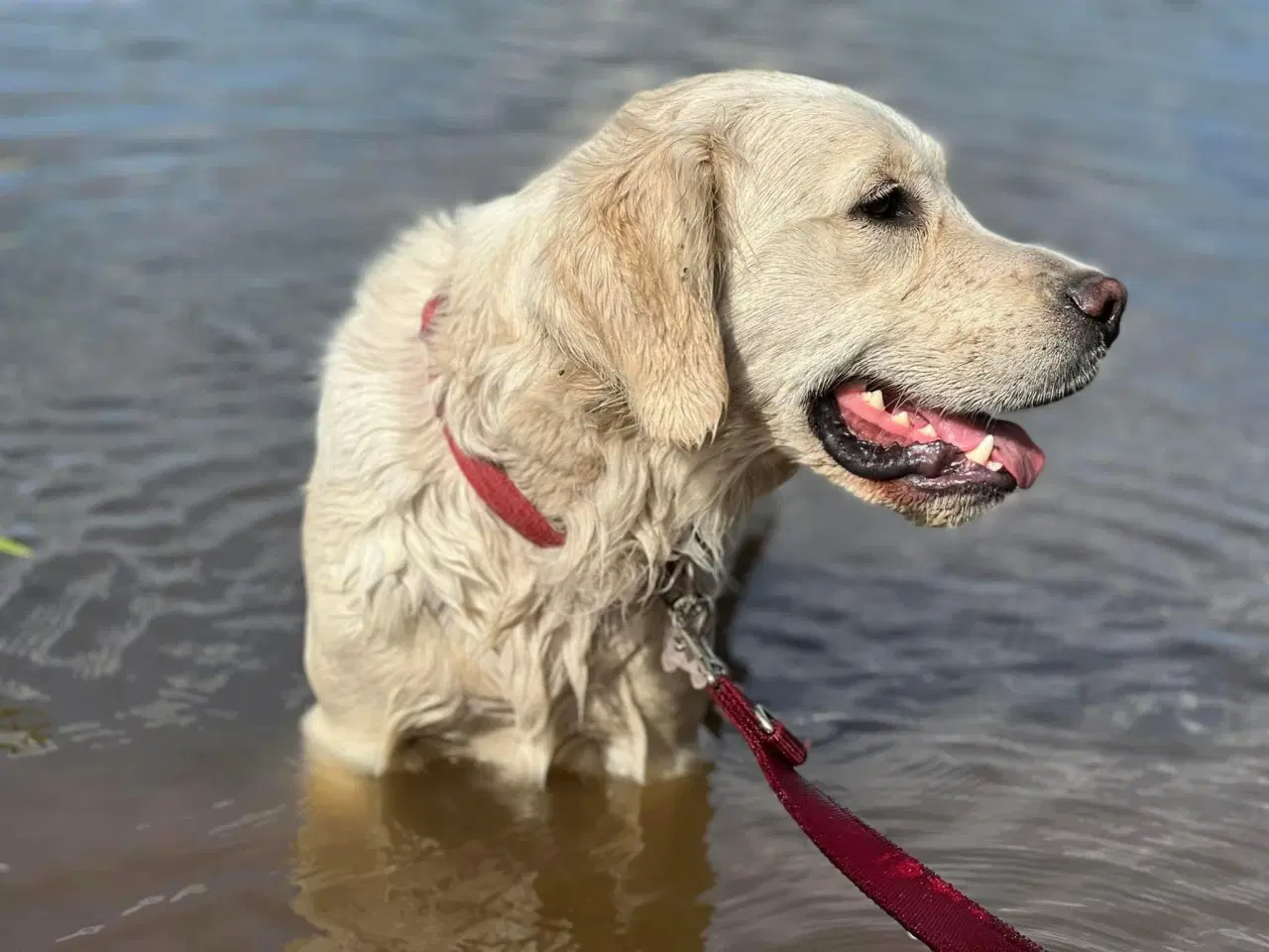 Billede 7 - Golden Retriever hvalpe 