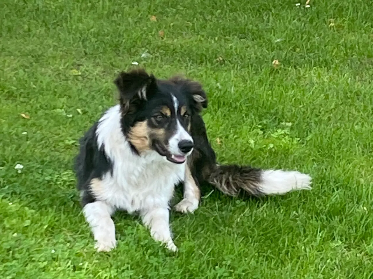 Billede 2 - Border collie dreng