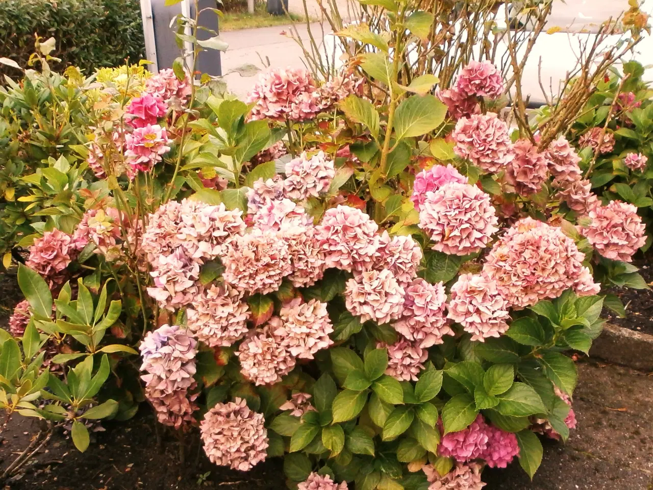 Billede 1 - STOR HORTENSIA BUSK