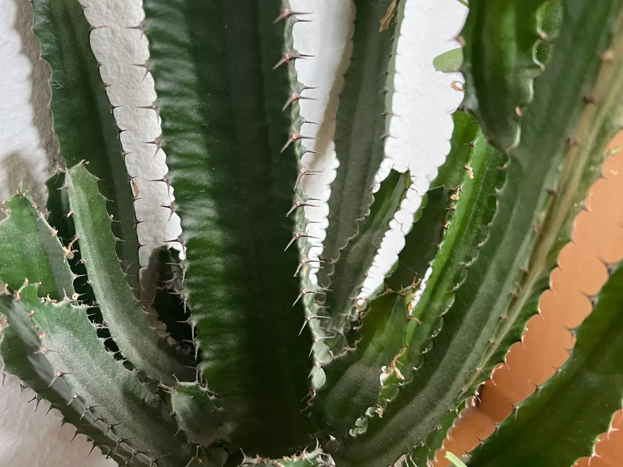 Billede 5 - Store kaktusser 