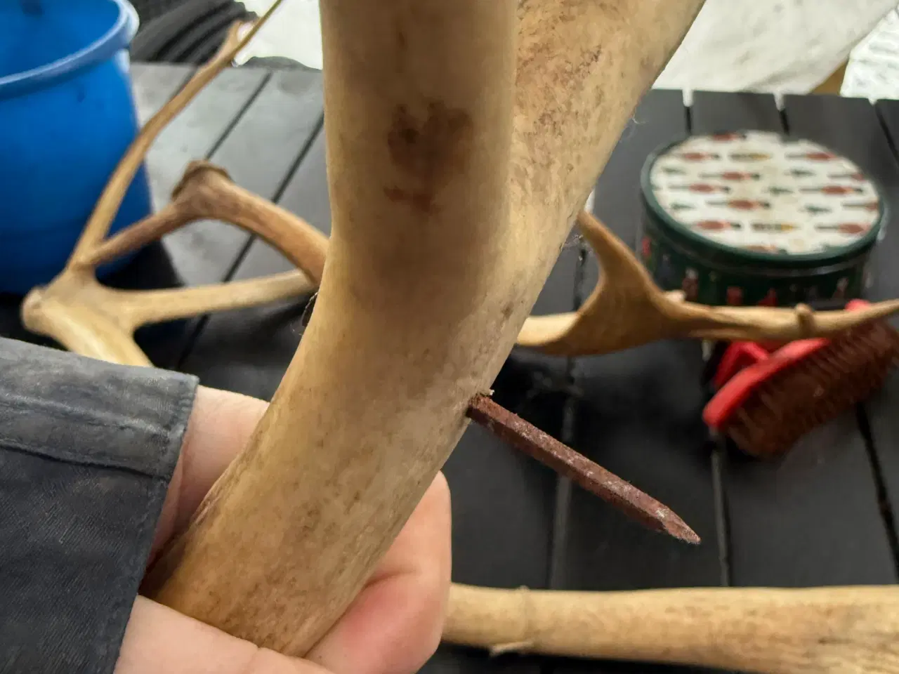 Billede 6 - Rådyr gevir til pynt