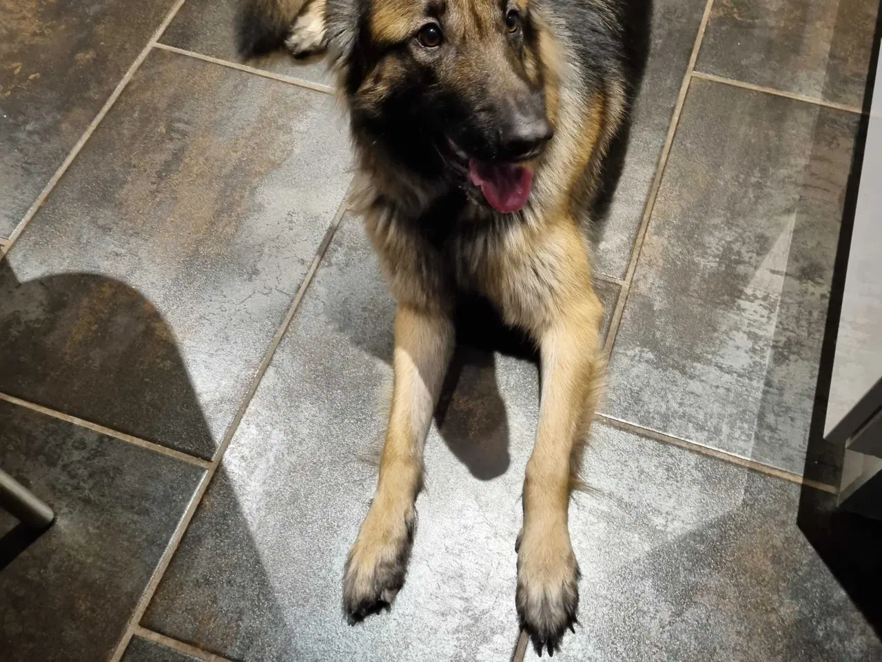 Billede 2 - Dejlige  schæfer  tæve