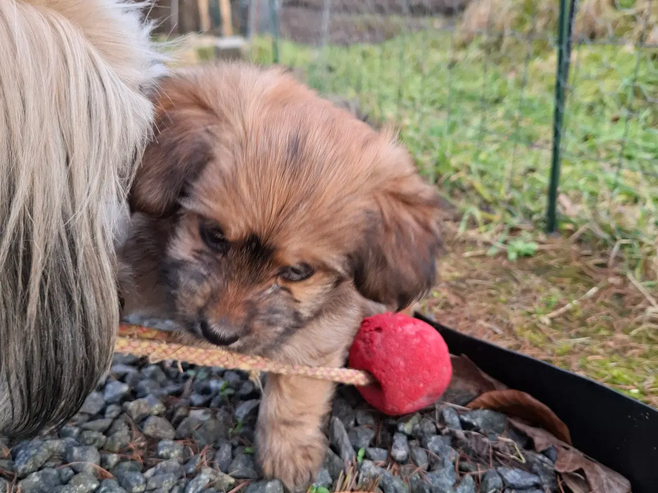 Billede 6 - 2 små prinsesser søger nye madskåle